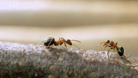 Dobrodružství vědy a techniky - Mravenci lesní – euroasijská lesní policie