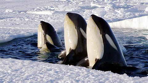 Zmrzlá planeta - 2/8 Jaro