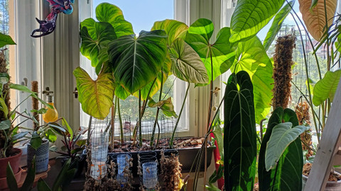 Test iV - Test iV 2025