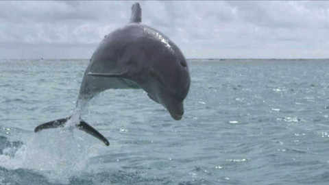 Evropa dnes - Delfíní farma