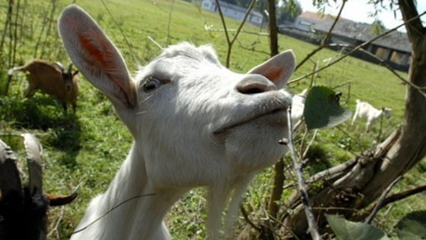 Kluci v akci - Sýrová