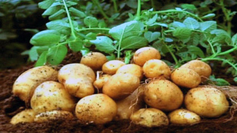 Pod pokličkou - Brambory pečené, jezte málo maštěné!