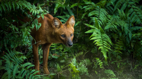 Svět zvířat - 7/20 Divocí psi