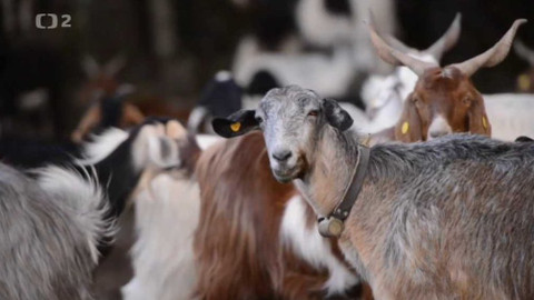 Dobrodružství vědy a techniky - Živočichové varují včas