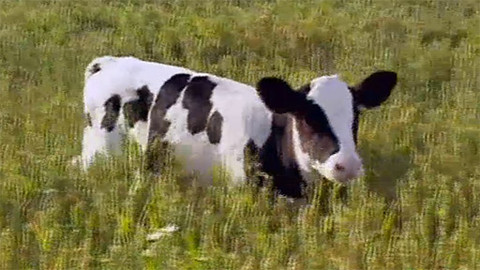 Příběhy o telátku - Epizoda 2/7