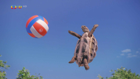 Sportující zvířata - Sportující zvířata IV.