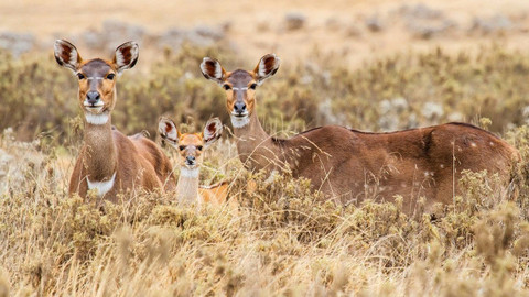 Svět zvířat - 18/20 Antilopy