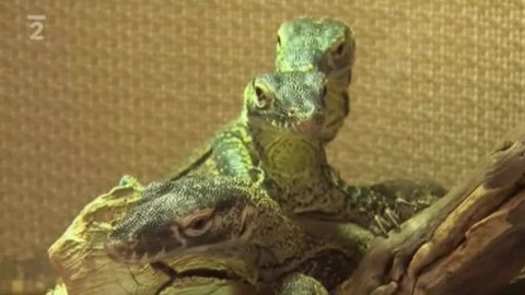 Přidej se - ZOO Praha I.