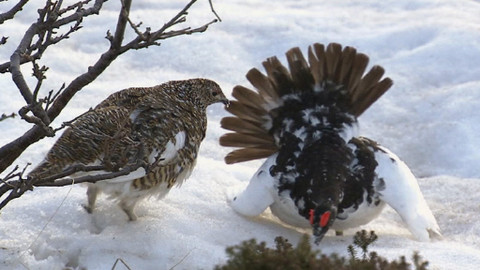Obdivuhodný svět přírody - Bělokur horský