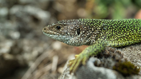 Za oponou přírody - 1/5 Kouzlo přetvářky