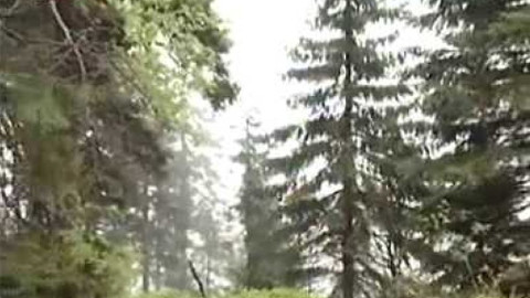 Přidej se - Šumava – prales Trojmezná