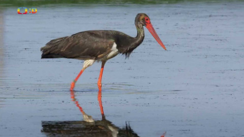 Terčin zvířecí svět - 3. června 2022