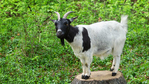 Zvířecí profesionálové