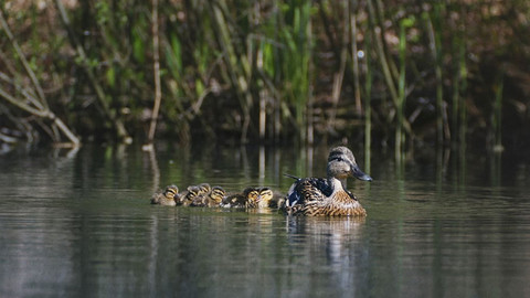 Nádherná příroda Dánska - 4/5 Jezera a řeky