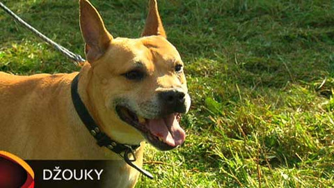 Chcete mě? - Chcete je?