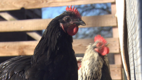 Chcete mě? - 18. prosince 2016