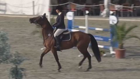 Jezdectví - Velká cena Olomouce