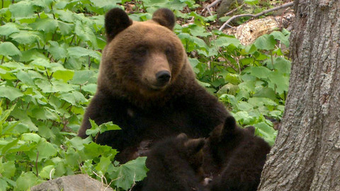 Obdivuhodný svět přírody - Medvěd hnědý