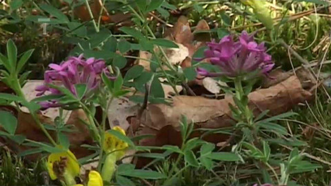 Živé srdce Evropy - Lýkovec vonný