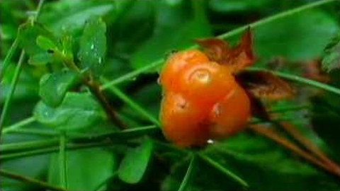 Živé srdce Evropy - Ostružiník moruška