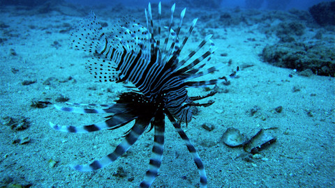 60 zvířecích zabijáků - Epizoda 11/20