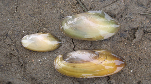 Chcete mě? - 29. května 2016