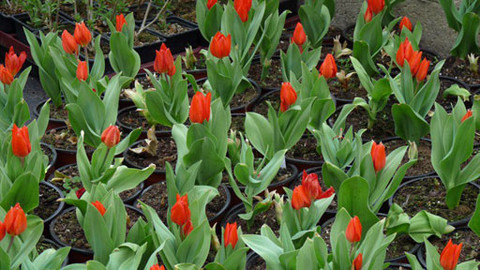 Zahrada pod lupou - 7. dubna 2012