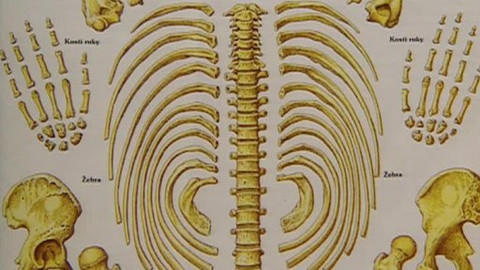 Pod pokličkou - Maliny a ostružiny zpevní kosti bez starostí