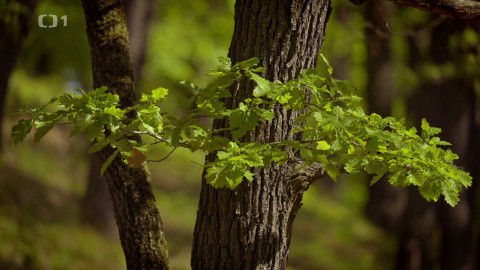 Kořeny lesa - Epizoda 19/40