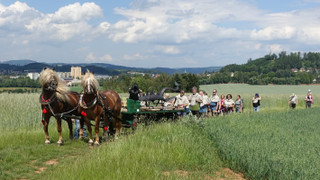 1000 let brněnského draka