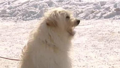 Chcete mě? - Chcete je?