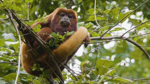 Tayrona - 1/2 Prales