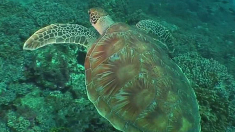 Dobrodružství vědy a techniky - Chutné k nepřežití? Mořské okurky v ohrožení