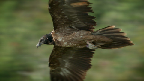 Divoké světy - Život s orlosupy bradatými