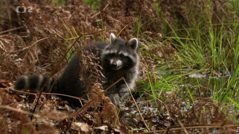 Dobrodružství vědy a techniky - Mýval – přizpůsobivý kosmopolita