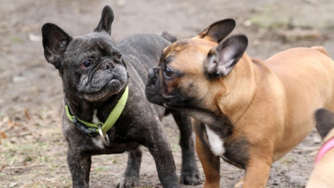 Chcete mě? - 10. února 2019