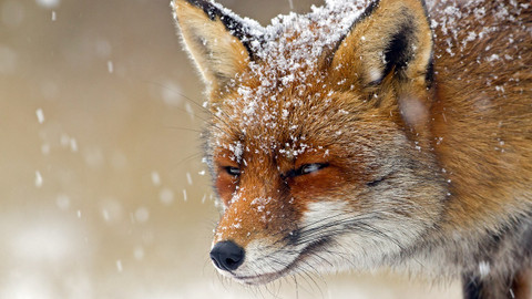 Podivuhodná zvířata - 7/12 Lišky