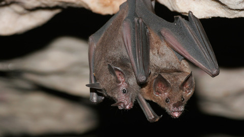 60 zvířecích zabijáků - Epizoda 20/20