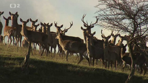 Nedej se! - Myslivost panská lidová