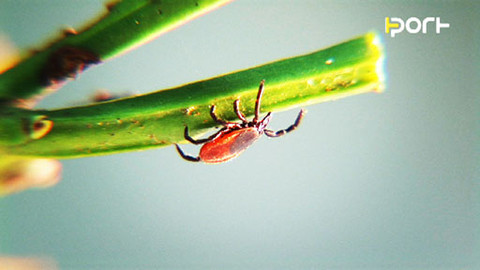 PORT - 16. května 2009