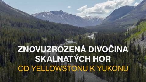 Znovuzrozená divočina Skalnatých hor: Od Yellowstonu k Yukonu