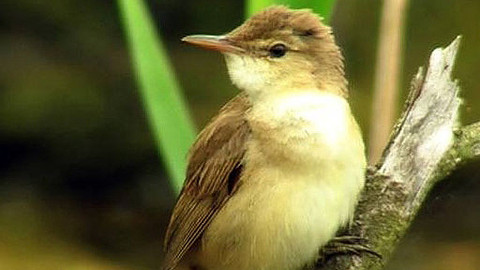 Betlém - naděje lužní krajiny