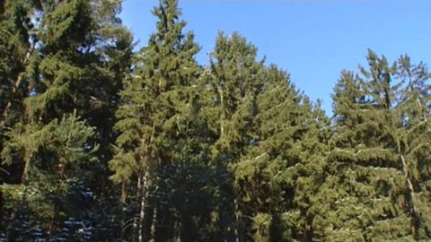 Nedej se! - Lesy ČR