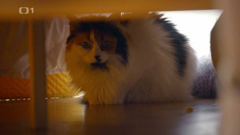 Kočka není pes - Hysterický Brůno a zacuchaná LuSi