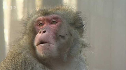 Na větvi - ZOO - živé muzeum?