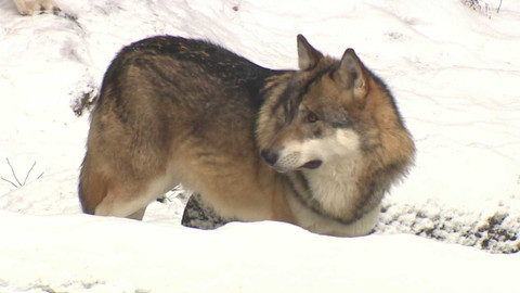 Týden v regionech (Brno) - 18. ledna