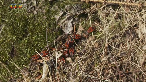 Novinky z přírody - Epizoda 5/53