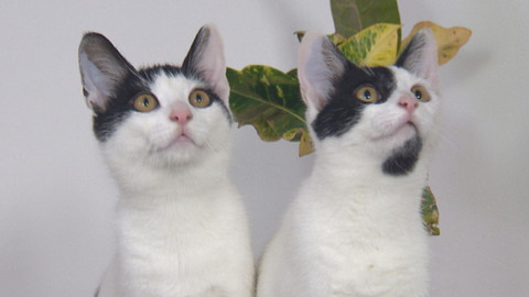 Chcete mě? - Chcete je?