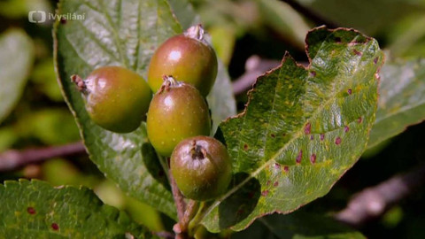 Minuty z přírody - Jeřáb sudetský