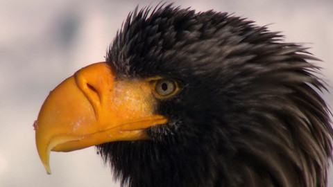 Safari z Knihy džunglí - Epizoda 19/26